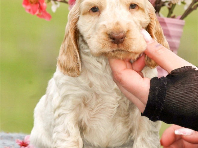 English Cocker Spaniel puppy for sale