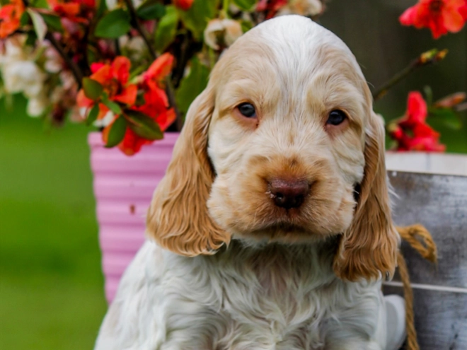 English Cocker Spaniel puppy for sale