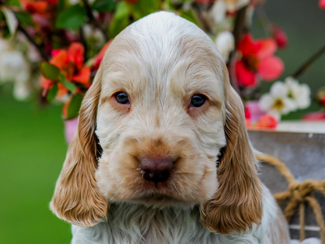 English Cocker Spaniel puppy for sale