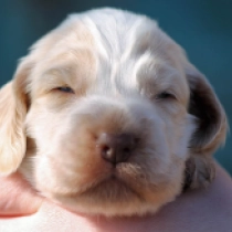 English Cocker Spaniel puppy for sale
