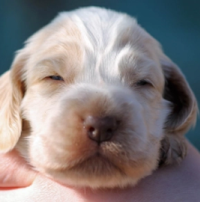 English Cocker Spaniel puppy