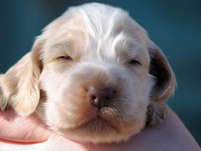 English Cocker Spaniel puppy for sale