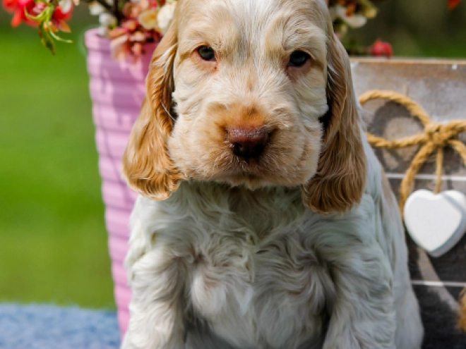 English Cocker Spaniel puppy for sale