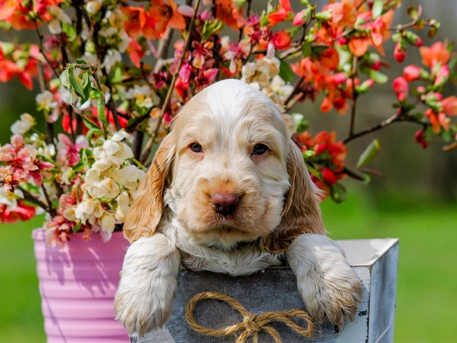 English Cocker Spaniel puppy for sale