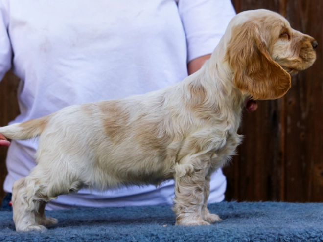 English Cocker Spaniel puppy for sale