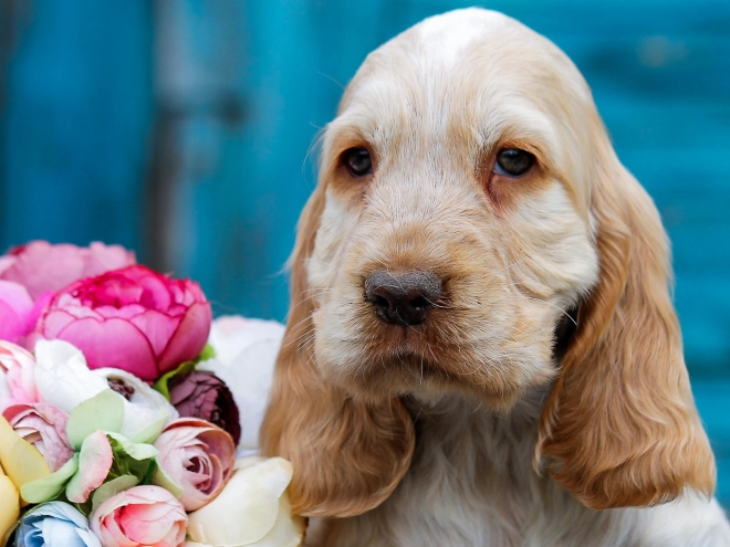 English Cocker Spaniel puppy for sale