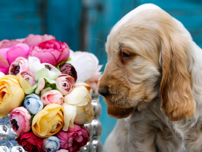 English Cocker Spaniel puppy for sale