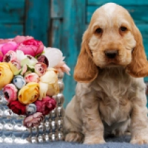 Englischer Cocker Spaniel Welpe zu verkaufen