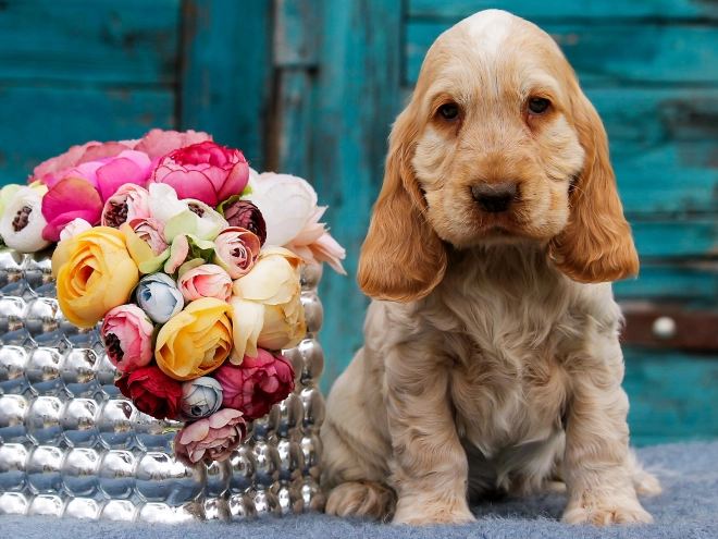 English Cocker Spaniel puppy for sale