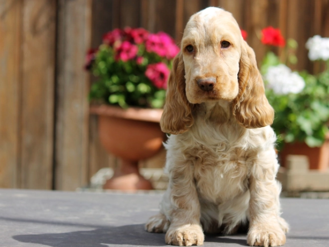 English Cocker Spaniel puppy for sale