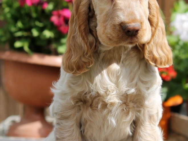 English Cocker Spaniel puppy for sale