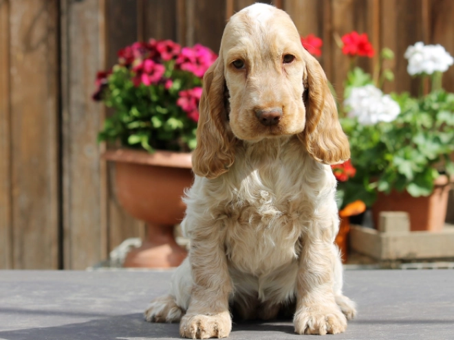 English Cocker Spaniel puppy for sale