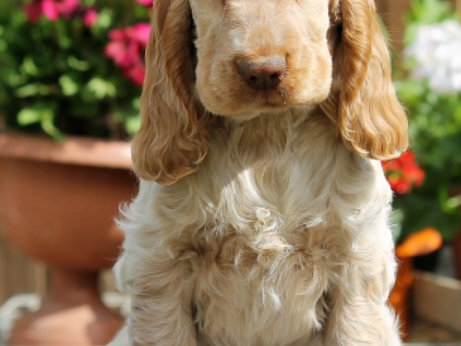 English Cocker Spaniel puppy for sale