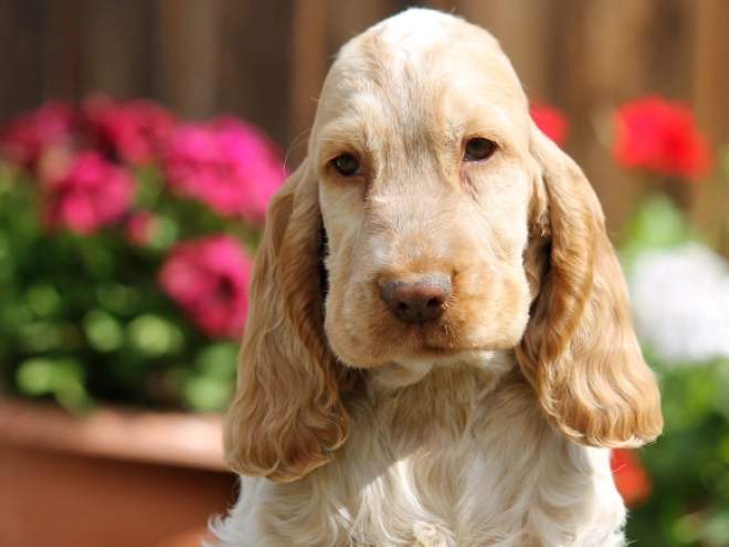 English Cocker Spaniel puppy for sale