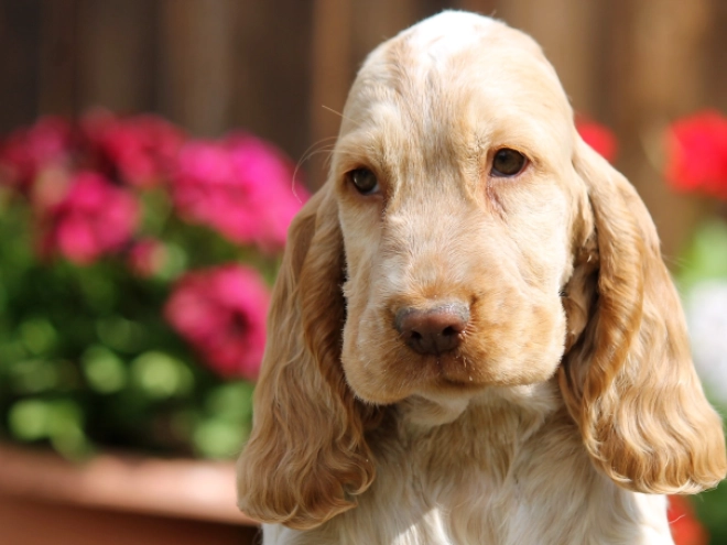 English Cocker Spaniel puppy for sale