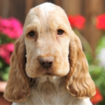 Meadow, orange roan English Cocker Spaniel for sale