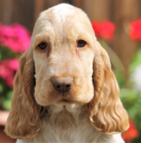 English Cocker Spaniel puppy for sale
