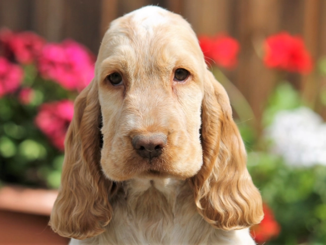 English Cocker Spaniel puppy for sale