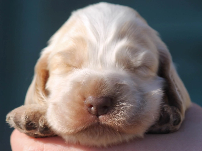 English Cocker Spaniel puppy for sale
