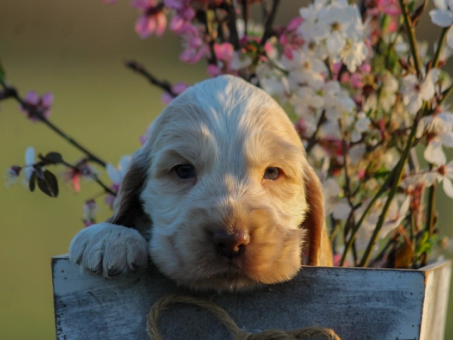 English Cocker Spaniel puppy for sale
