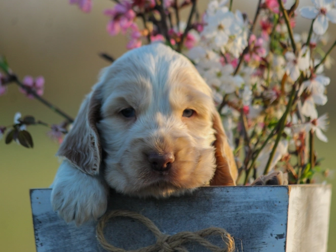 English Cocker Spaniel puppy for sale