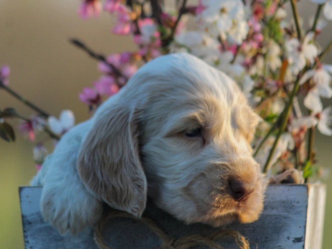 English Cocker Spaniel puppy for sale