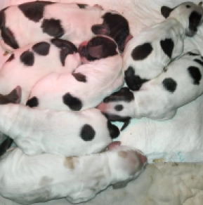 Perros Cocker Spaniel Inglés en venta