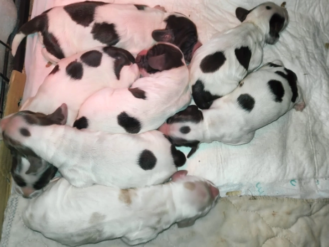 Englischer Cocker Spaniel Welpe zu verkaufen