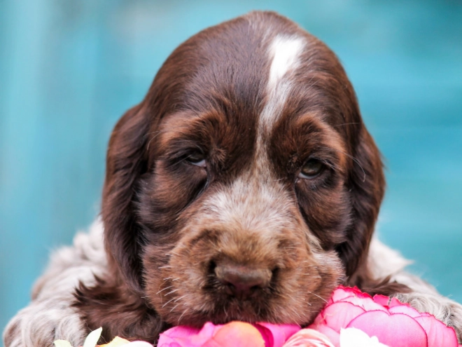 Perros Cocker Spaniel Inglés en venta