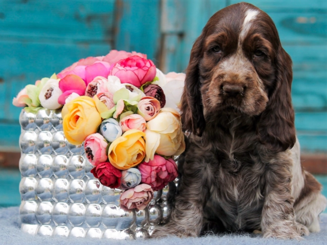 Perros Cocker Spaniel Inglés en venta