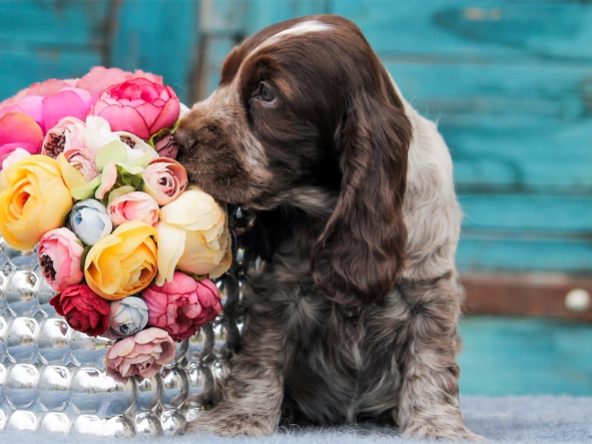 Perros Cocker Spaniel Inglés en venta