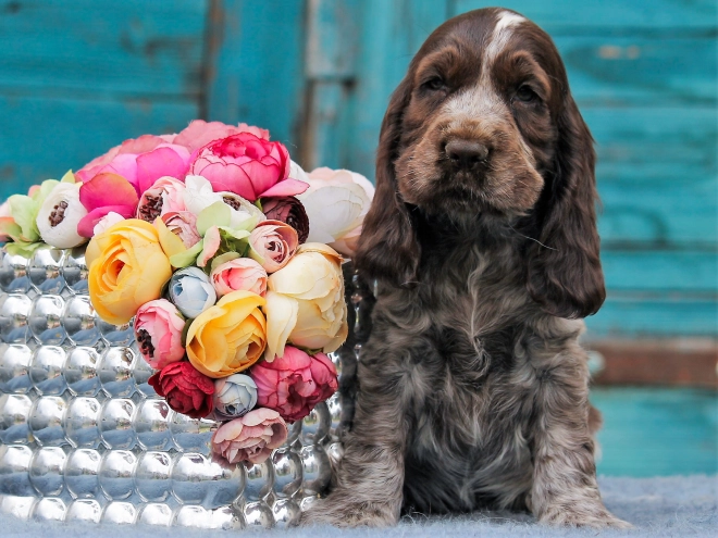 Perros Cocker Spaniel Inglés en venta