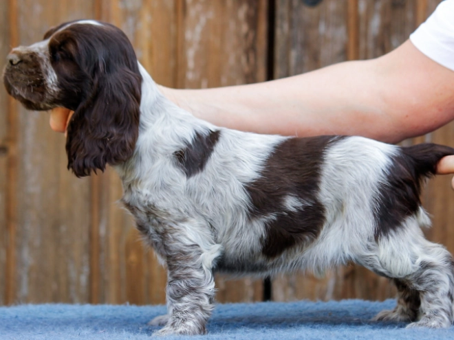 Perros Cocker Spaniel Inglés en venta