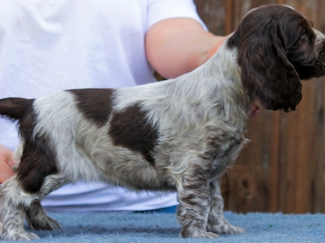 Perros Cocker Spaniel Inglés en venta