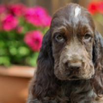 Theacher, liver roan English Cocker Spaniel for sale