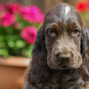 Perros Cocker Spaniel Inglés en venta