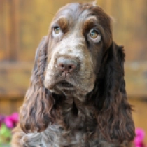Theacher, liver roan English Cocker Spaniel for sale