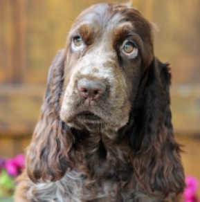 Perros Cocker Spaniel Inglés en venta