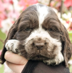 English Cocker Spaniel puppy for sale