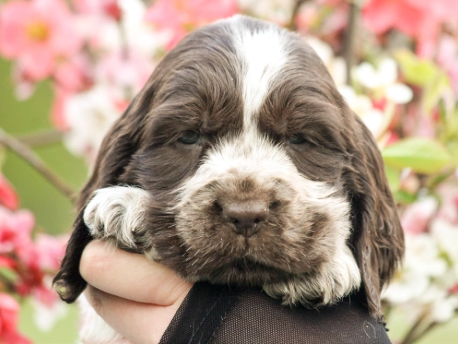 Perros Cocker Spaniel Inglés en venta
