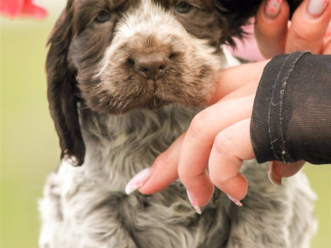 Perros Cocker Spaniel Inglés en venta