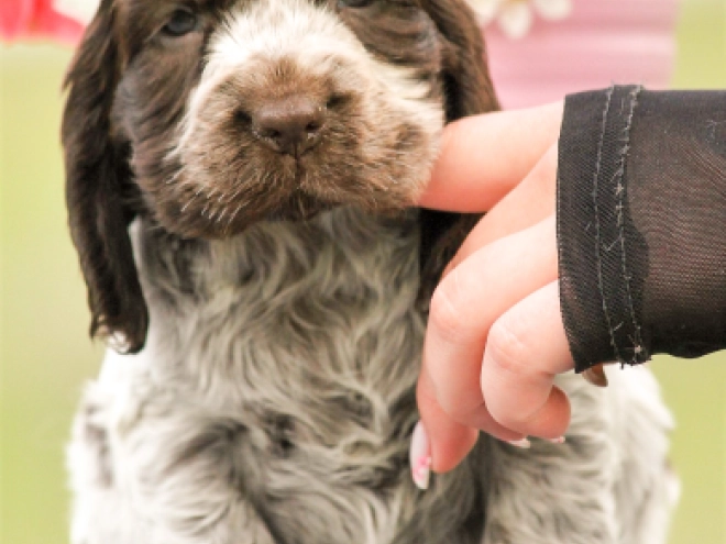 Perros Cocker Spaniel Inglés en venta