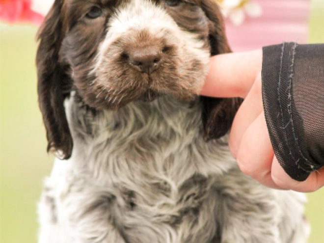 Perros Cocker Spaniel Inglés en venta