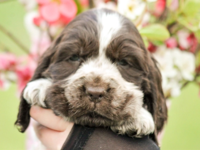 Perros Cocker Spaniel Inglés en venta
