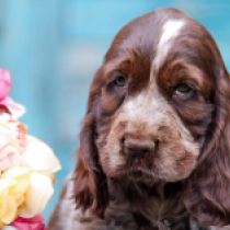 Theacher, liver roan Cocker Spaniel Inglés en venta