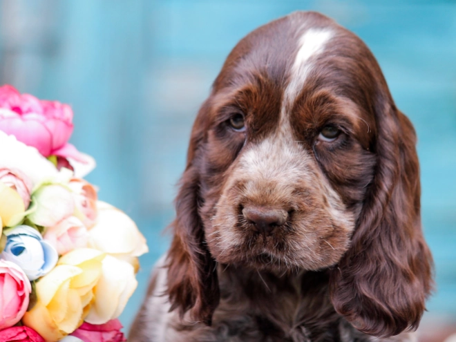 Perros Cocker Spaniel Inglés en venta