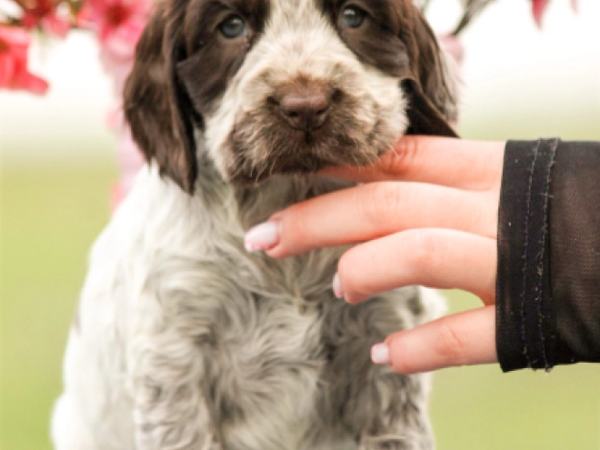English Cocker Spaniel puppy for sale