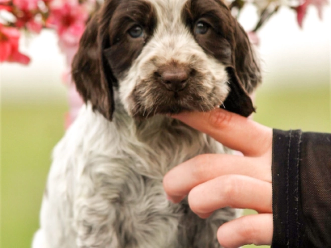 English Cocker Spaniel puppy for sale