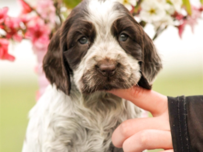 English Cocker Spaniel puppy for sale