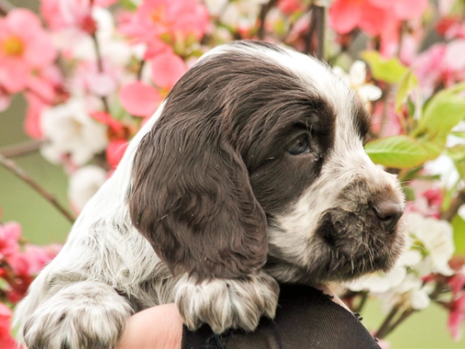 English Cocker Spaniel puppy for sale